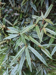 Olearia lacunosa
