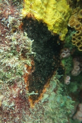 Schizoporella