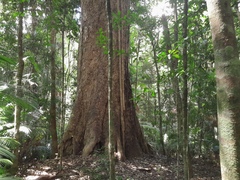 Xanthostemon whitei