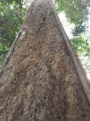 Xanthostemon whitei