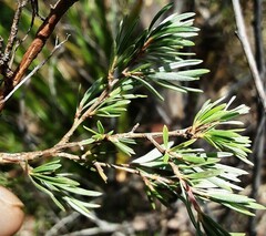 Leptospermum juniperinum