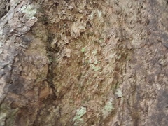 Xanthostemon whitei