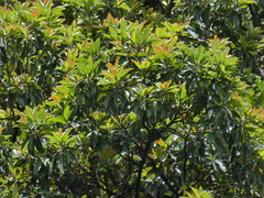 Xanthostemon whitei