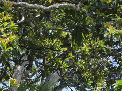 Xanthostemon whitei