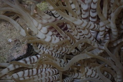 Heteractis