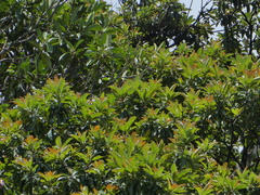 Xanthostemon whitei