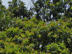 Xanthostemon whitei