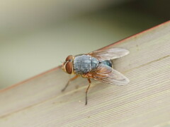 Calliphora augur