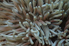 Heteractis