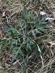 Artemisia lavandulifolia