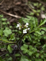 Cardamine flexuosa