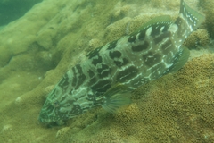 Mycteroperca bonaci