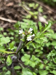 Cardamine flexuosa
