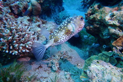 Cyclichthys spilostylus