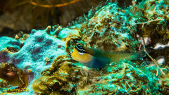 Ecsenius caeruliventris