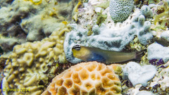 Ecsenius caeruliventris