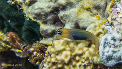 Ecsenius caeruliventris