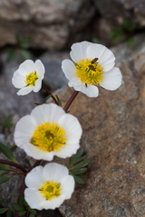 Ranunculus glacialis