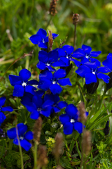 Gentiana bavarica bavarica