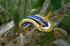 Chromodoris quadricolor