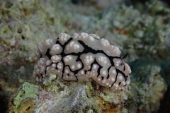 Phyllidiopsis sinaiensis
