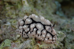 Phyllidiopsis sinaiensis