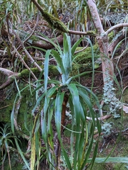 Dracophyllum traversii