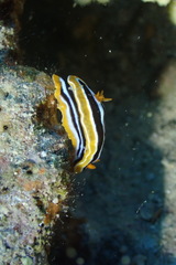 Chromodoris quadricolor