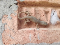 Hemidactylus frenatus