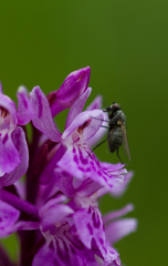 Dactylorhiza fuchsii