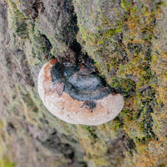 Phellinus populicola