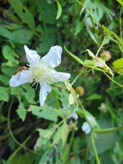 Rubus cardotii