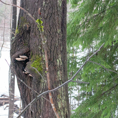 Phellinus populicola