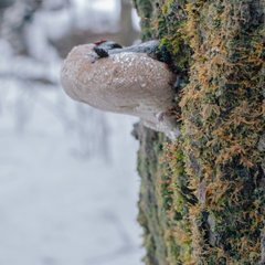 Phellinus populicola