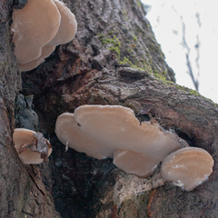 Phellinus populicola