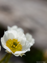 Ranunculus glacialis