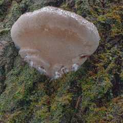 Phellinus populicola