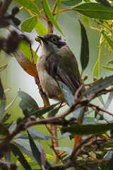 Melithreptus brevirostris