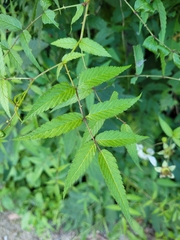 Rubus cardotii