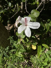 Hibiscus arnottianus
