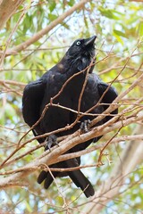 Corvus mellori