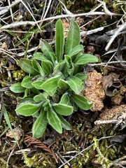 Erigeron breviscapus