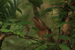 Batrachostomus moniliger