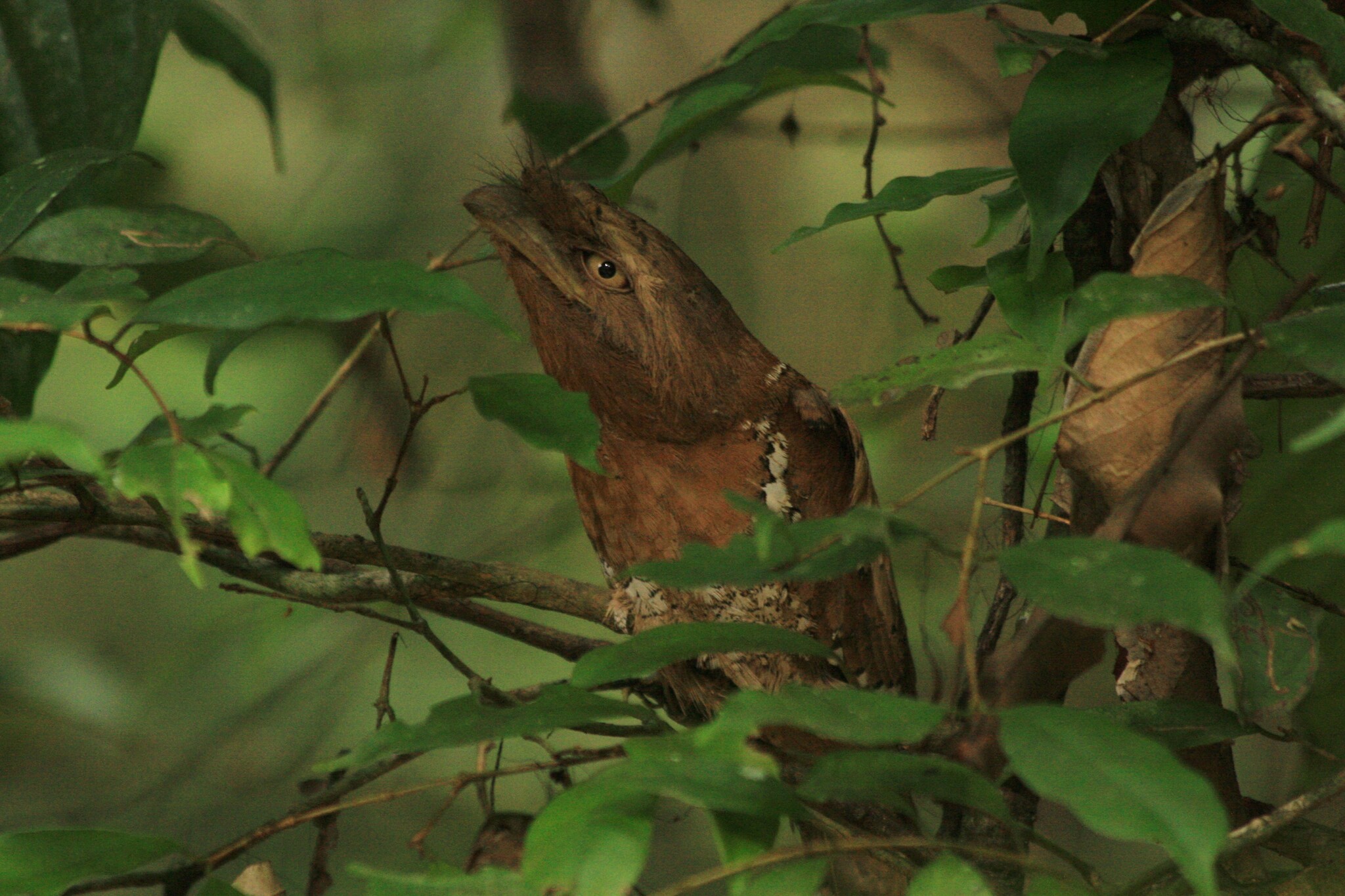 Sri Lanka Frogmouth illustration