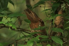 Batrachostomus moniliger