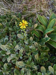 Brachyglottis adamsii