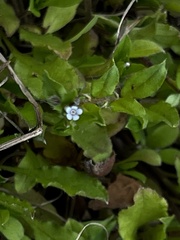 Bothriospermum zeylanicum