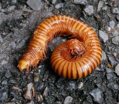 Thyropygus allevatus