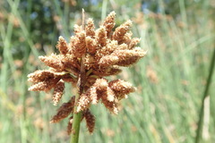 Schoenoplectus scirpoides