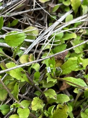 Bothriospermum zeylanicum